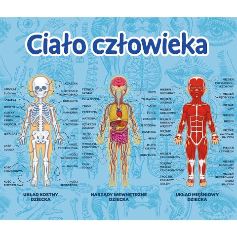 Gra Edukacyjna Ciało człowieka/ Mistrz Wiedzy Trefl 01957 Trefl Gry